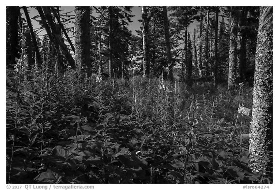 Dense forest vegetation in summer, Caribou Island. Isle Royale National Park (black and white)