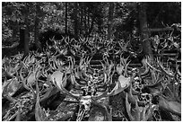 Collection of moose antlers and skulls. Isle Royale National Park ( black and white)