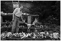 Rolf Peterson points to speciment of moose skull exhibiting pathology. Isle Royale National Park ( black and white)