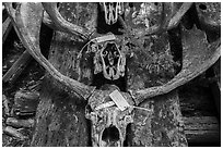 Moose skulls with identification label. Isle Royale National Park ( black and white)