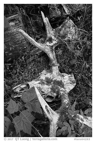 Moose skull with attached antlers on forest floor. Isle Royale National Park (black and white)