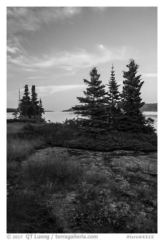 Yellow wildflowers, Moskey Basin, Rock Harbor in the distance. Isle Royale National Park (black and white)