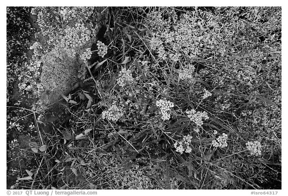 Close-up of wildflowers and lichen. Isle Royale National Park (black and white)