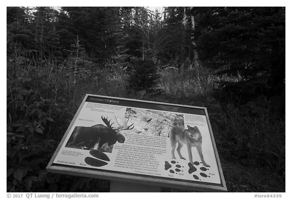 Moose and wolves interpretive sign. Isle Royale National Park (black and white)