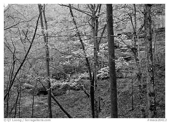 Trees and limestome cliffs in autumn. Mammoth Cave National Park (black and white)