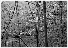 Trees and limestome cliffs in autumn. Mammoth Cave National Park ( black and white)