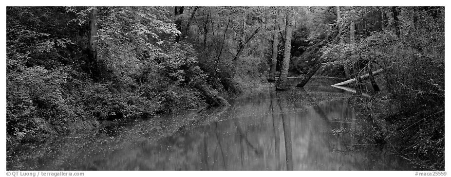 Spring forest scene with trees reflected in pond. Mammoth Cave National Park (black and white)