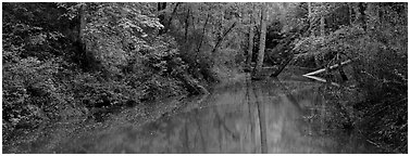 Spring forest scene with trees reflected in pond. Mammoth Cave National Park (Panoramic black and white)
