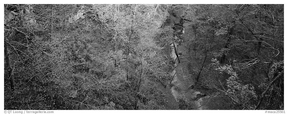 Forest and stream seen from above. Mammoth Cave National Park (black and white)