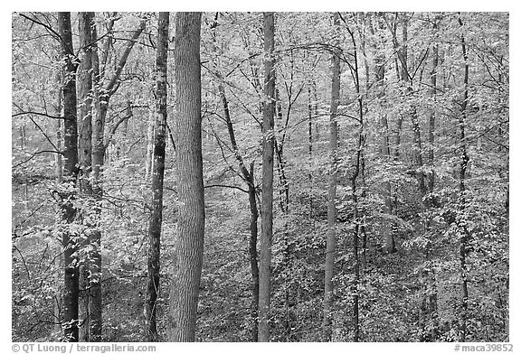 Deciduous trees with yellow leaves. Mammoth Cave National Park (black and white)