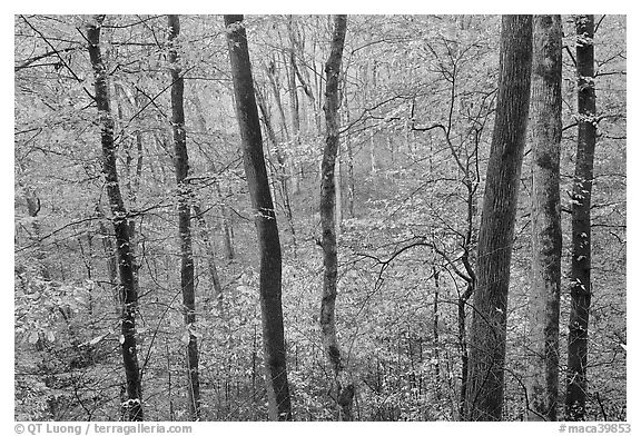 Forest in autumn color. Mammoth Cave National Park (black and white)