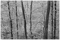 Forest in autumn color. Mammoth Cave National Park ( black and white)