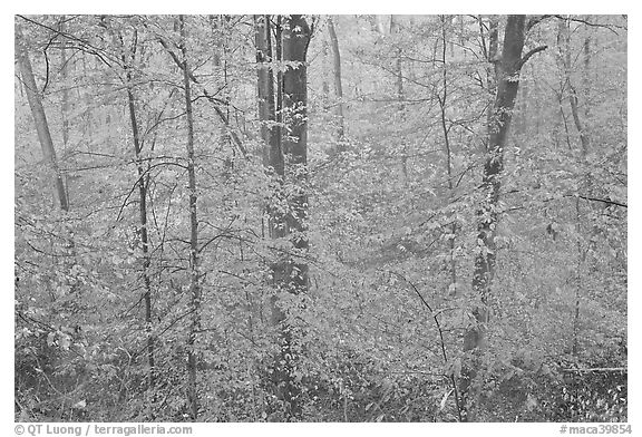 Drizzle and fall colors. Mammoth Cave National Park (black and white)