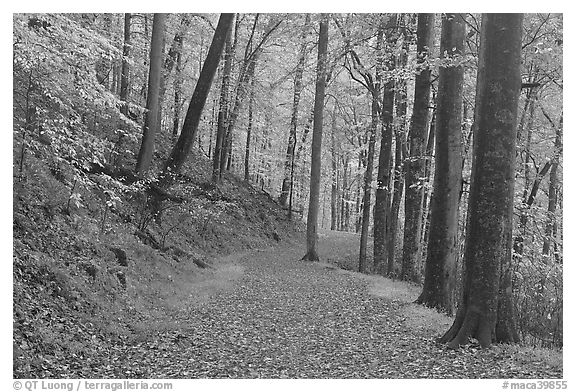 Trail covered with fallen leaves. Mammoth Cave National Park (black and white)