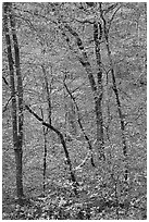 Trees with leaves in fall color. Mammoth Cave National Park, Kentucky, USA. (black and white)