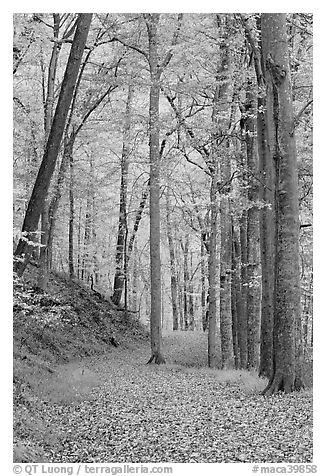 Trail in autumn forest. Mammoth Cave National Park (black and white)