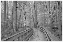 Boardwalk in fall. Mammoth Cave National Park, Kentucky, USA. (black and white)
