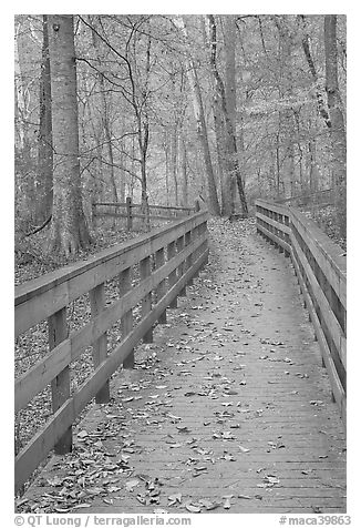 Wooden boardwalk in autumn. Mammoth Cave National Park (black and white)