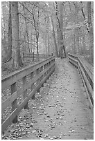Wooden boardwalk in autumn. Mammoth Cave National Park ( black and white)