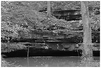 Limestone ledges, trees, and Styx spring. Mammoth Cave National Park ( black and white)