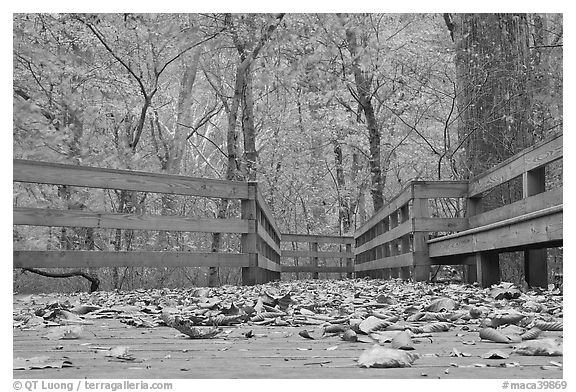 Fallen leaves and boardwalk, ground-level view. Mammoth Cave National Park (black and white)