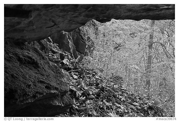 Forest with autumn color seen from inside cave. Mammoth Cave National Park (black and white)