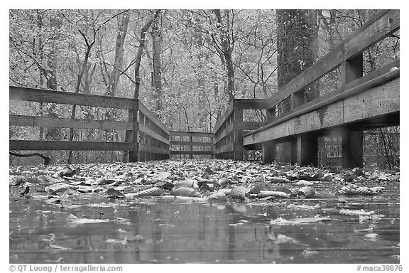 Wet boardwalk during rain. Mammoth Cave National Park (black and white)