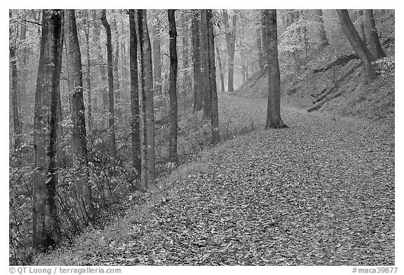 Trail with fallen leaves. Mammoth Cave National Park (black and white)
