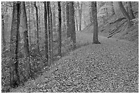Trail with fallen leaves. Mammoth Cave National Park, Kentucky, USA. (black and white)
