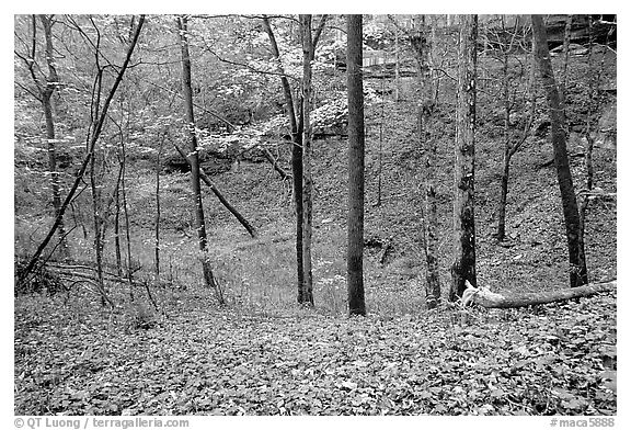 Forest in fall inside sinkhole. Mammoth Cave National Park (black and white)