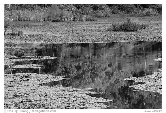 Reflections, Sloans Crossing Pond. Mammoth Cave National Park (black and white)