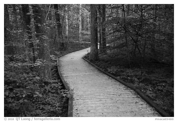 Boardwalk, Sloans Crossing Pond. Mammoth Cave National Park (black and white)