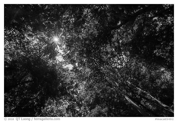 Looking up tree canopy in summer. Mammoth Cave National Park (black and white)