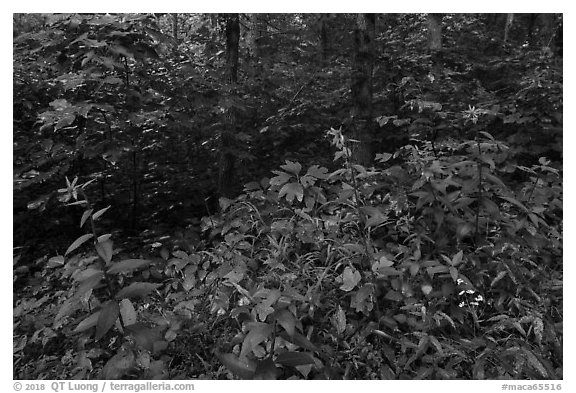 Summer wildflowers and forest. Mammoth Cave National Park (black and white)