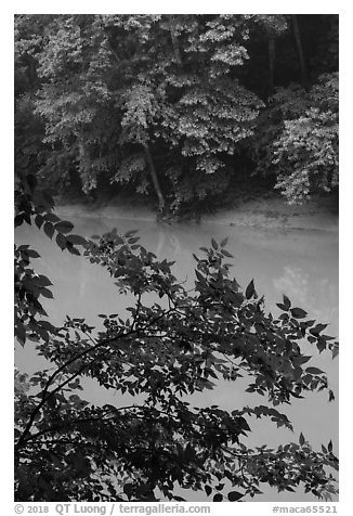 Vegetation and Green River. Mammoth Cave National Park (black and white)