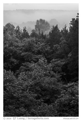 Doyel Valley in fog. Mammoth Cave National Park (black and white)