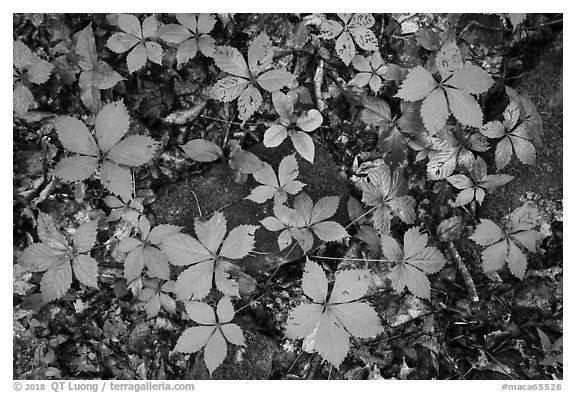 Close-up of moss-covered  rocks and undergrowth. Mammoth Cave National Park (black and white)
