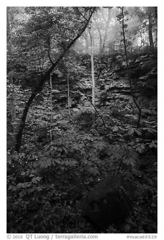 Sinkhole and fog. Mammoth Cave National Park (black and white)