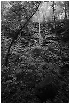 Sinkhole and fog. Mammoth Cave National Park ( black and white)