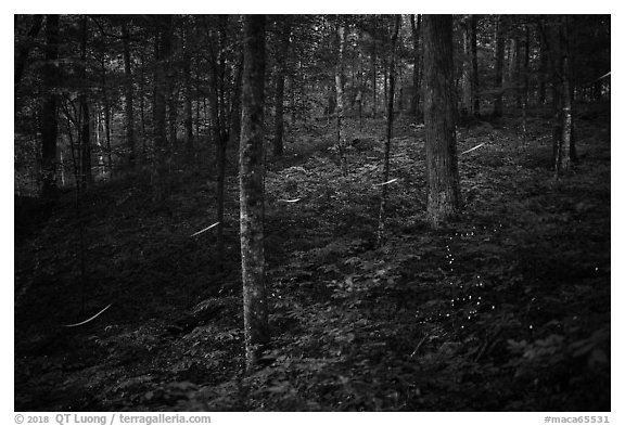 Fireflies in forest. Mammoth Cave National Park (black and white)