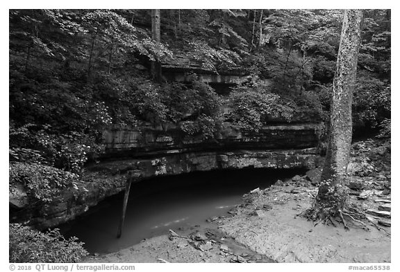 River Styx resurgence in summer. Mammoth Cave National Park (black and white)