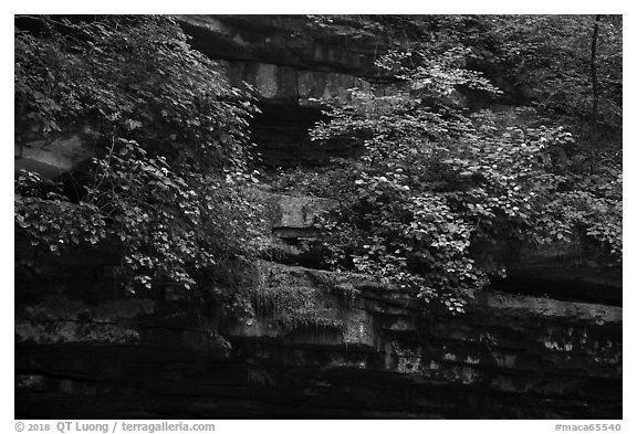 Limestone ledges with summer wildflowers. Mammoth Cave National Park (black and white)