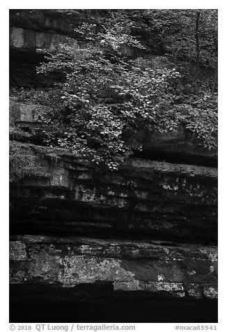 Limestone ledges and summer blooms. Mammoth Cave National Park (black and white)