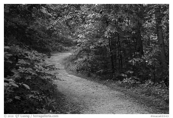 River Styx Trail in summer. Mammoth Cave National Park (black and white)