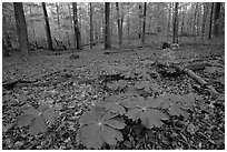 May apple plants with giant leaves on forest floor. Mammoth Cave National Park ( black and white)