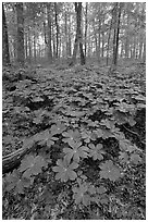 May apple Plants with giant leaves on forest floor. Mammoth Cave National Park, Kentucky, USA. (black and white)