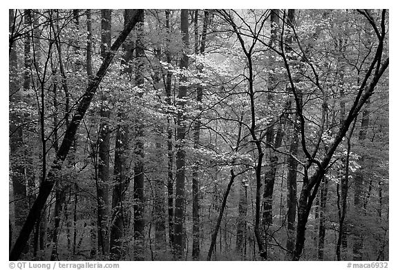 Blooming Dogwood trees in forest. Mammoth Cave National Park (black and white)