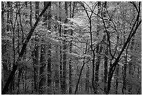 Blooming Dogwood trees in forest. Mammoth Cave National Park, Kentucky, USA. (black and white)