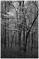 Blooming Dogwood trees in forest. Mammoth Cave National Park, Kentucky, USA. (black and white)