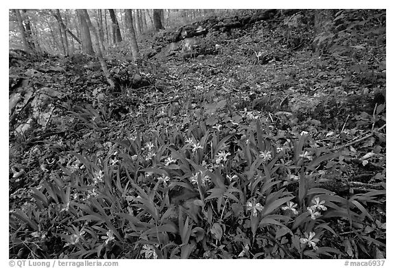 Crested dwarf irises. Mammoth Cave National Park (black and white)